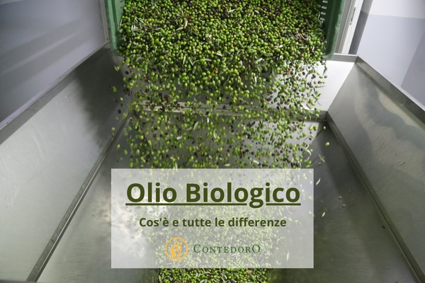 Olive per la produzione di olio biologico