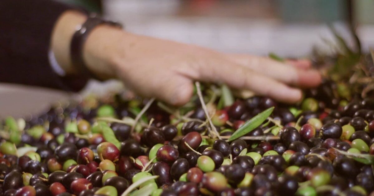 Le diverse varietà di olive e il loro impatto sull’olio extravergine di oliva