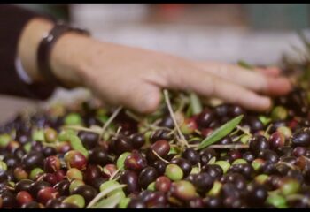 Le diverse varietà di olive e il loro impatto sull’olio extravergine di oliva