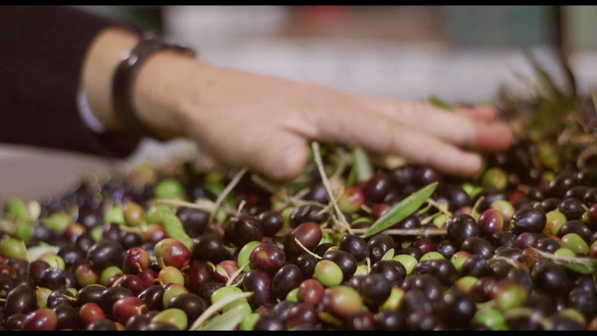 olive da agricoltura biologica per creare il nostro olio extravergine d'oliva biologico Contedoro
