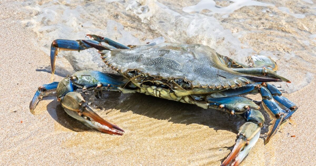 Ricetta Granchio Blu: Spaghetti al Granchio