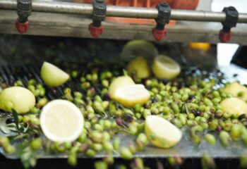 Zitronenöl mit Zitronen der Amalfiküste: Ein mediterraner Schatz zum Entdecken